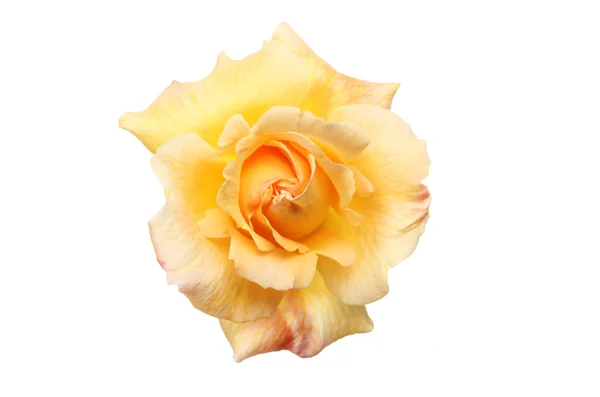Pêssego rosa flor — Fotografia de Stock