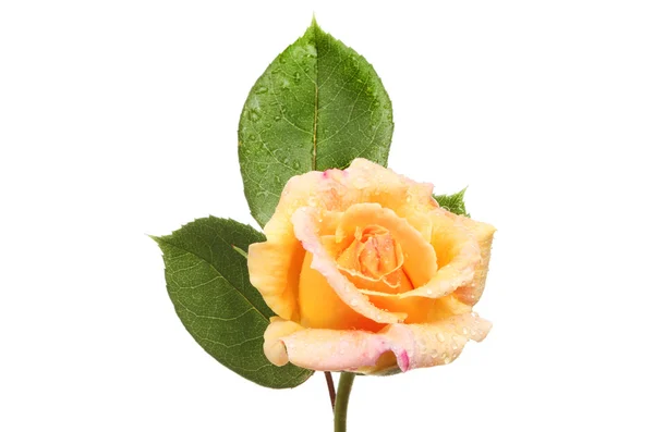 Peach coloured rose — Stock Photo, Image