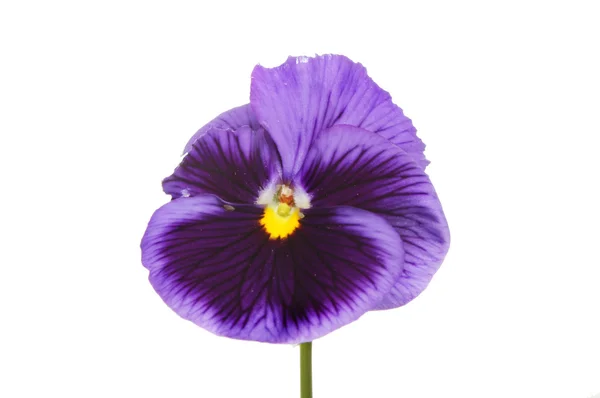 Viola fiore viscido — Foto Stock