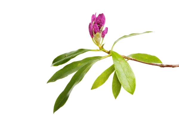 진달래 꽃 봉 오리와 잎 — 스톡 사진