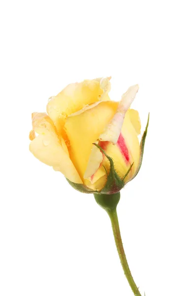 Amarelo e vermelho Rosebud — Fotografia de Stock