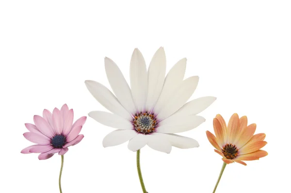 Three Osteospermum flowers — Stock Photo, Image