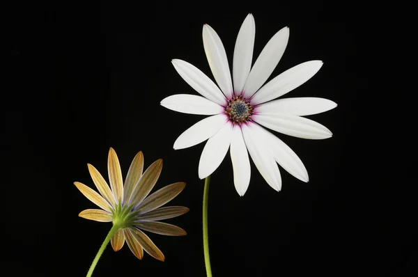 Osteospermum квіти спереду і ззаду — стокове фото