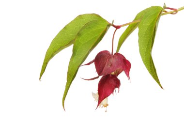 Abutilon çiçek ve yaprak