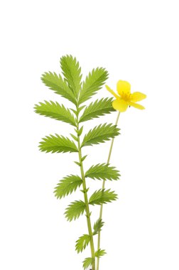 Silverweed çiçek ve bitki örtüsü