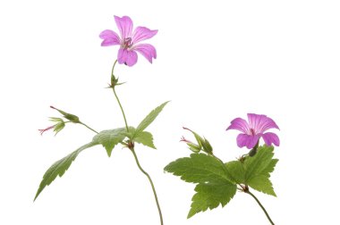 Crane'in bill Sardunya çiçekleri