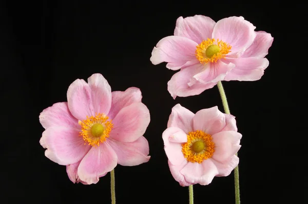 Japaneses Flores de anêmona — Fotografia de Stock