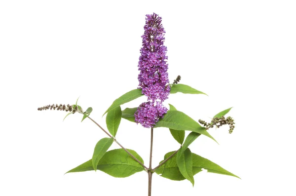 Buddleja bloemen en bladeren — Stockfoto