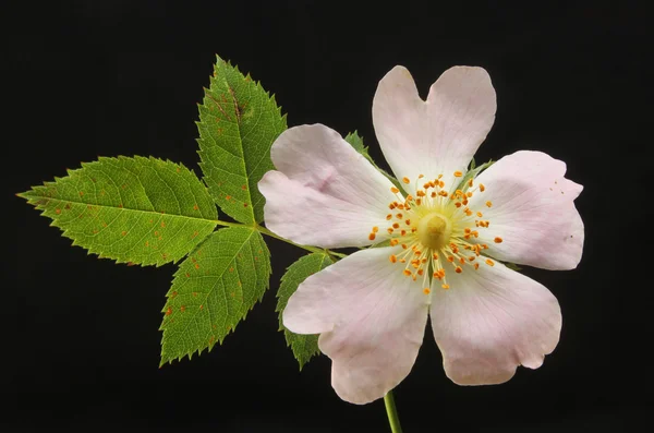 Dzika róża i liści — Zdjęcie stockowe