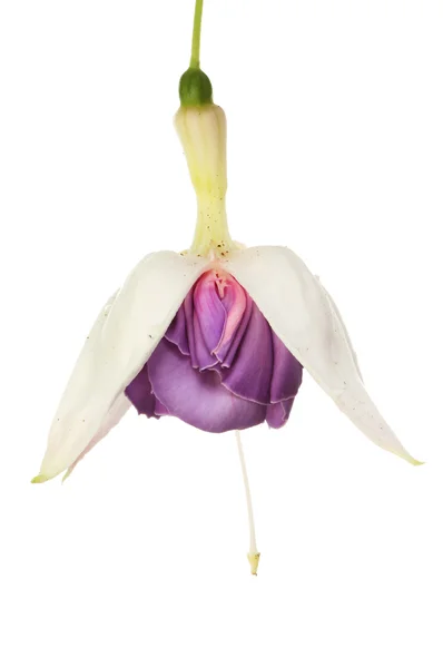 Kwiat fuksja z bliska — Zdjęcie stockowe