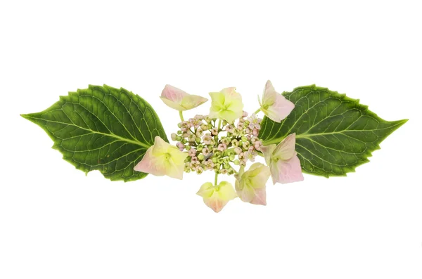 Lacecap Flor de hortênsia — Fotografia de Stock