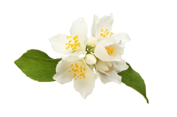 Mock-orange flowers and leaves — Stock Photo, Image