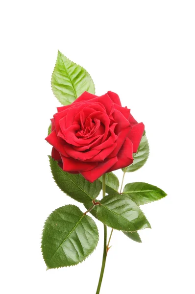 Rosa vermelha e folhas — Fotografia de Stock