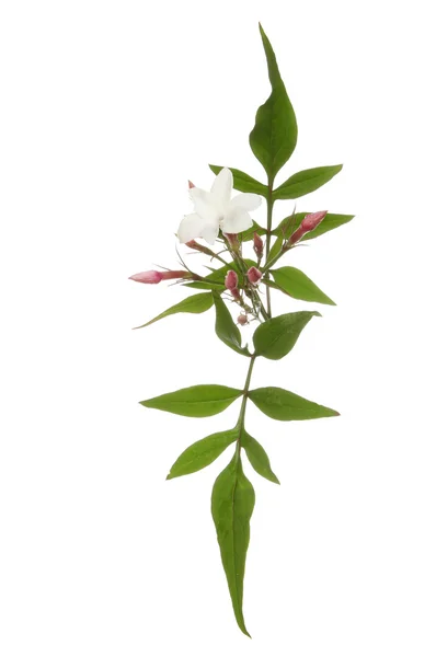 Jasmine flower and foliage — Stock Photo, Image