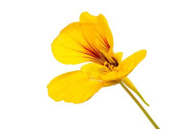 Nasturtium çiçeği beyaza karşı izole