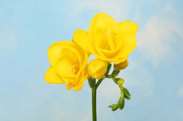 Gele Freesia Bloemen Tegen Een Blauwe Lucht Achtergrond — Stockfoto