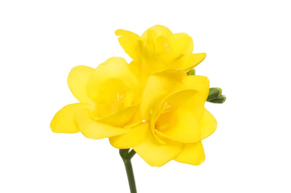 Yellow Freesia Flowers Isolated White — Stock Photo, Image