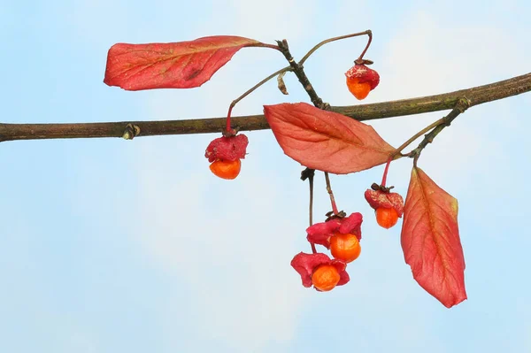 Ευρωπαϊκή Ατράκτου Euonymus Europaeus Φθινοπωρινά Φύλλα Και Ώριμα Φρούτα Έναν — Φωτογραφία Αρχείου