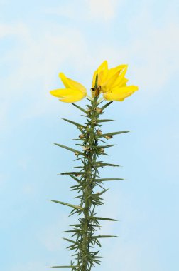 Mavi bir gökyüzüne karşı aydınlık bulutlu çiçekli bir boğaz.