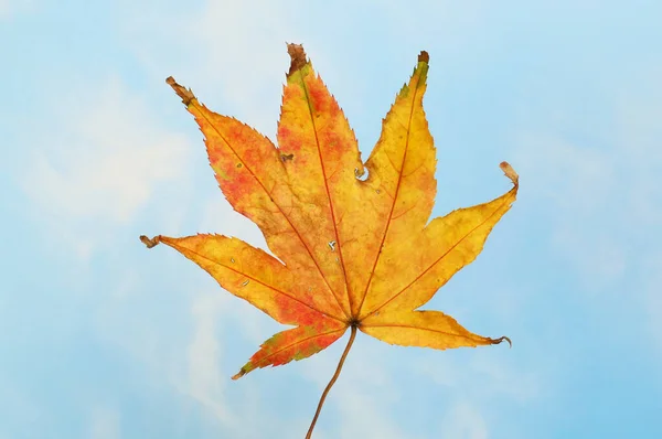 Herbstliches Eichenblatt Vor Blauem Himmel — Stockfoto