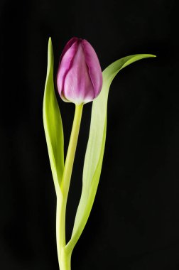 Mor lale çiçeği ve siyaha karşı izole edilmiş yapısal yapraklar.