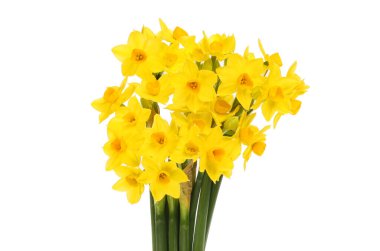 Bir demet Grand Soliel D 'Or Narcissus çiçekleri beyaza karşı izole.