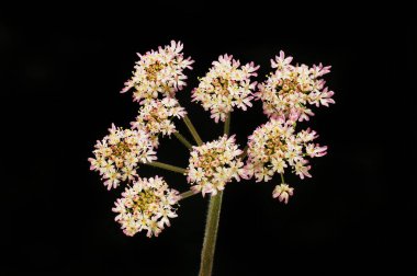 Genç yaban domuzu çiçekleri siyahlara karşı izole.
