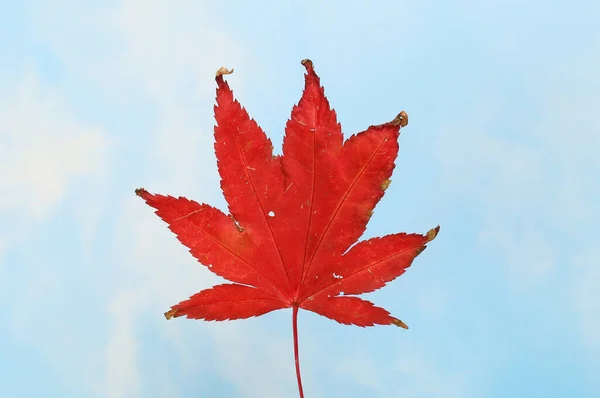 Vermelho Outono Japonês Folha Bordo Contra Céu Azul — Fotografia de Stock