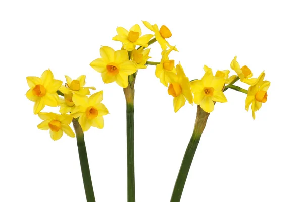 Linie Von Narzissenblüten Isoliert Gegen Weiß — Stockfoto