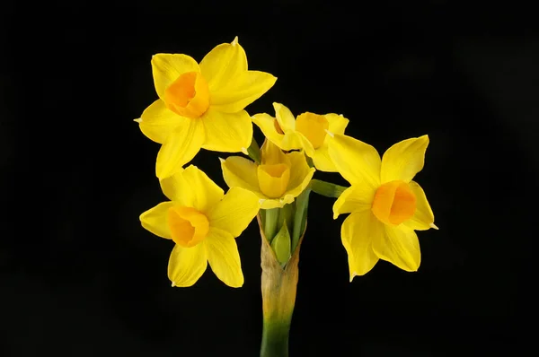 Grand Soliel Narcis Bloemen Geïsoleerd Tegen Zwart — Stockfoto