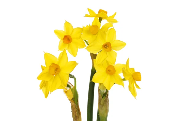 Büyük Soliel Narcissus Çiçekleri Beyazlara Karşı Soyutlanmıştır — Stok fotoğraf