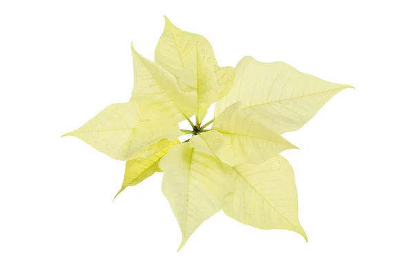 Cream Poinsettia Leaves Isolated White — Stock Photo, Image