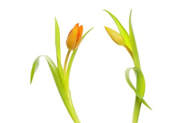 İki lale çiçeği tomurcuğu ve yapraklar beyaza karşı yalıtılmış.