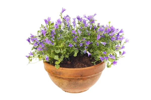 Blommande Campanula Terrakotta Kruka Isolerad Mot Vit — Stockfoto