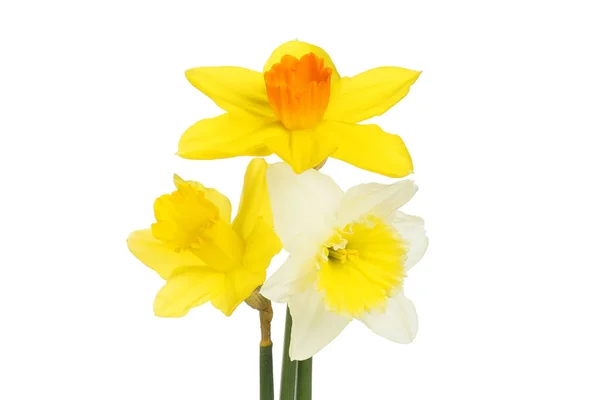 Tres Flores Narciso Diferentes Aisladas Contra Blanco — Foto de Stock