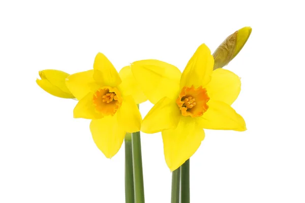 Deux Fleurs Jonquilles Boutons Floraux Isolés Contre Blanc — Photo