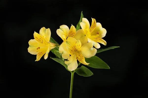 Yellow Alstroemeria Flowers Isolated Black — Stock Photo, Image