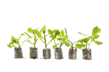 Beyazlara karşı izole edilmiş tohum bitkileri sırası