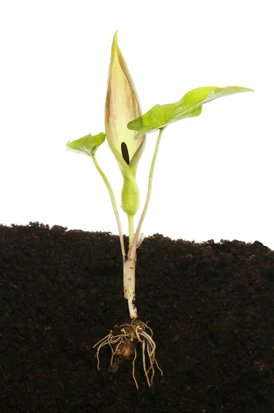 Arum Maculatum Blomma Blad Och Rötter Jord Mot Vit Bakgrund — Stockfoto