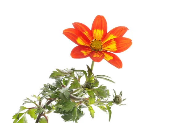 Bidens Flower Foliage Isolated White — Stock Photo, Image