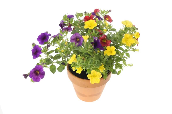 Flowering Calibrachoa Plant Terracotta Pot Isolated White — Stock Photo, Image