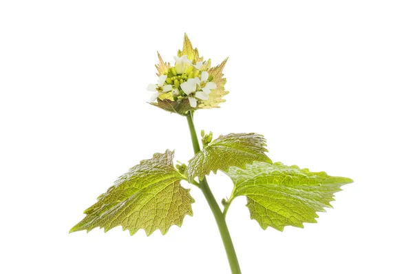 Česneková Hořčice Alliaria Petiolata Květy Listy Izolované Proti Bílé — Stock fotografie