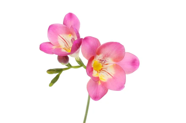 Paarse Freesia Bloemen Geïsoleerd Tegen Wit — Stockfoto