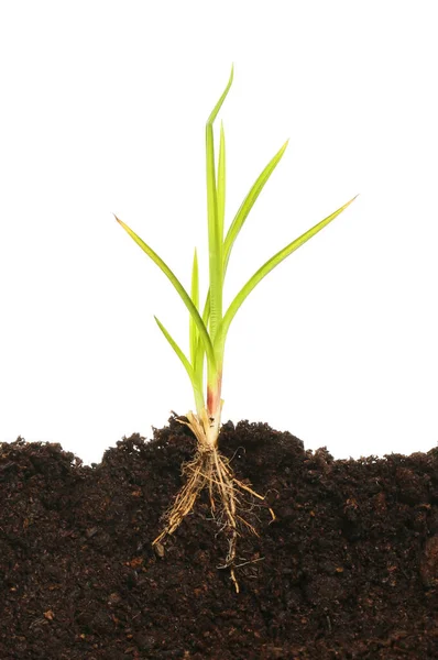 Rooted Grass Soil White Background — Stock Photo, Image