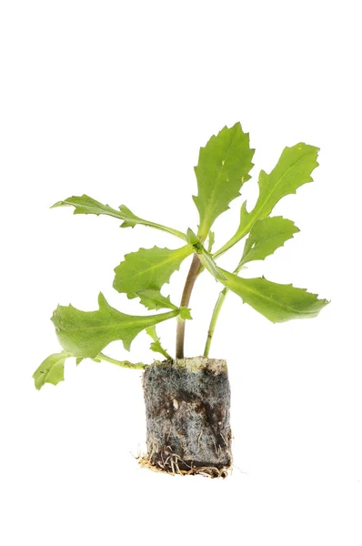 Setzling Pflanze Kompostverschluss Isoliert Gegen Weiß — Stockfoto