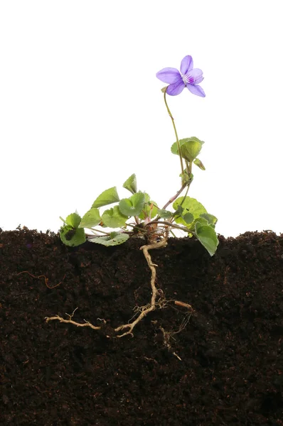 Violet Plant Roots Soil White Background — Stock Photo, Image