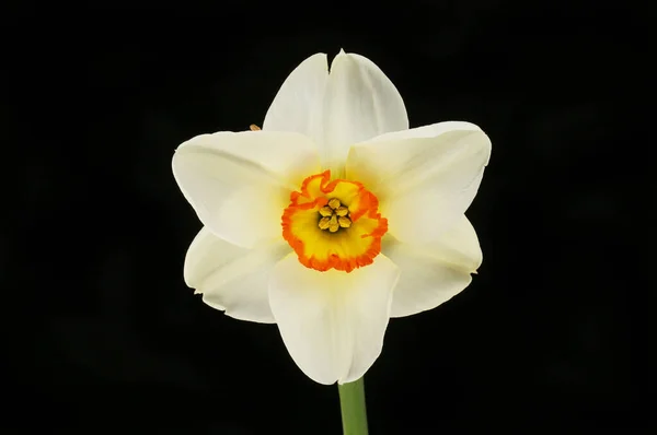 White Daffodil Isolated Black — Stock Photo, Image