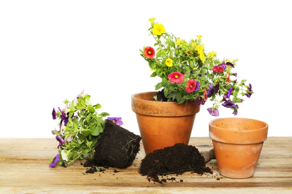 Calibrachoa Plants Pots Compost Potting Bench White Background — Stock Photo, Image