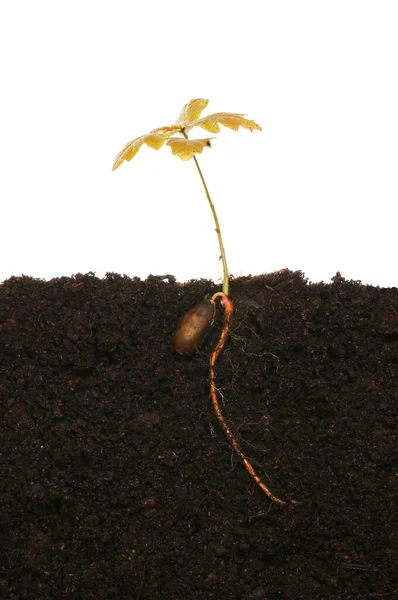 橡树树苗生长在土壤中 在白色背景下表现出发芽的橡果和分枝根 — 图库照片