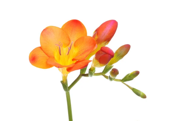 노랑의 프리지아 꽃봉오리는 흰색에 분리되어 — 스톡 사진